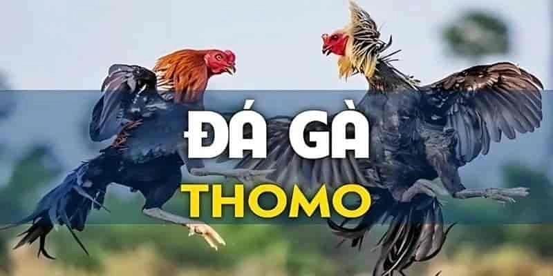 Các ưu điểm độc quyền của sảnh đấu kê Thomo trực tuyến