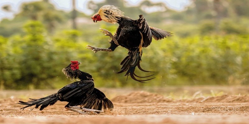 Bỏ túi các kinh nghiệm chọi kê trực tuyến hiệu quả cao