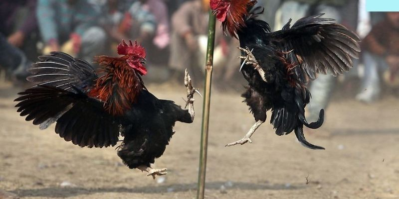 Thông tin giới thiệu sảnh đá gà VUA99 nổi đình đám
