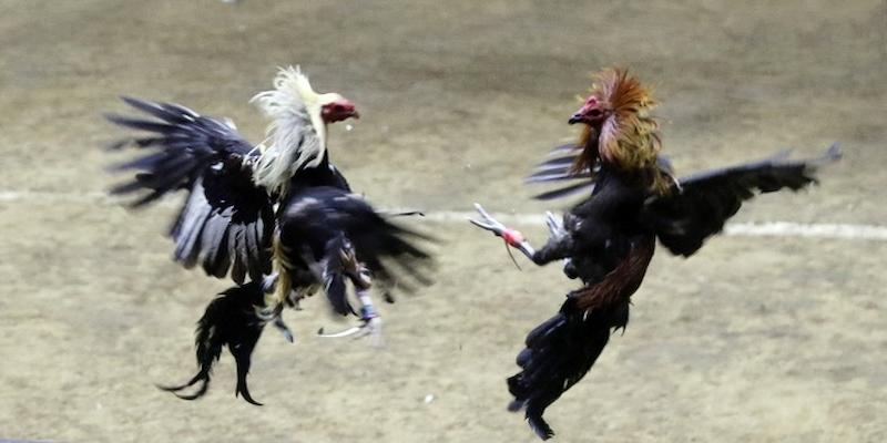 Gà đá Peru có khả năng thích nghi cực tốt với môi trường